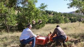 Kırşehir'de Doğaya 600 Kınalı Keklik Salındı