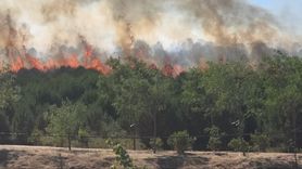 Kocaeli'de Ağaçlık Alandaki Yangına Müdahale Ediliyor