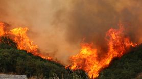 Kocaeli'de Orman Yangınına Hızlı Müdahale