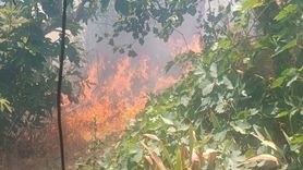 Mersin'de Orman Yangını Kontrol Altına Alındı