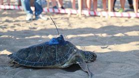Mersin'de Takip Cihazı ile Yeşil Deniz Kaplumbağası Denize Salındı