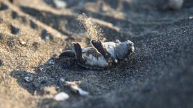 Mersin'de Yavru Yeşil Deniz Kaplumbağalarının Denizle Buluşması