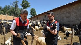 Muş'ta Küçükbaş Hayvan Aşılama ve Kayıt Çalışmaları
