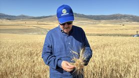 Mustafa Destici Eskişehir'de Buğday Hasadı Yaptı