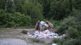 Nemrut Kalderası'ndaki Bozayıların İlgi Odağı Olması