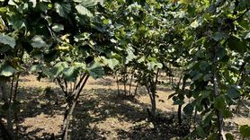 Ordu'da Fındık Hasadı İçin Tarihler Belirlendi