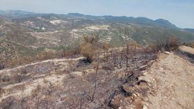 Samandağ'da Çıkan Yangın Başarıyla Söndürüldü