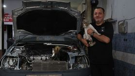 Sanayi Sitesinin Maskotu: Psikopat Kedi