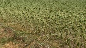 Tekirdağ'da Dolu Zararı: Tarım Alanları Etkileniyor