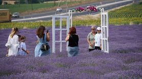 Tekirdağ'daki Lavanta Tarlaları: Doğal Stüdyonun Çekim Merkezi