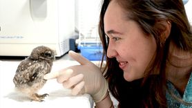 Yalova'da Yaralı Baykuş Yavrusu Tedavi Ediliyor
