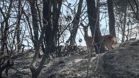 Alevlerden Kaçan Karaca: Çanakkale Yangınında Yaban Hayatı Tehdit Altında