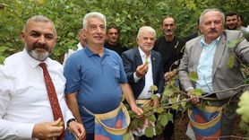 Arsin Foşa Fındığı Hasadı Başladı