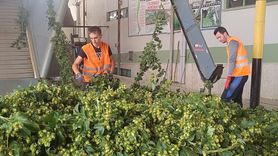 Bilecik'te Şerbetçi Otu Hasadı Başladı