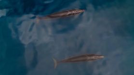 Bilim İnsanları Arktik'te Sei Balinalarını Gözlemledi