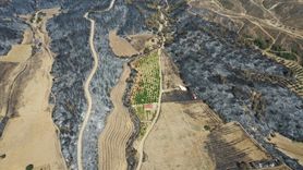 Çanakkale'de Yangınlardan Etkilenmeyen Ceviz Bahçesi