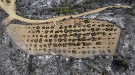 Çanakkale'deki Orman Yangınında Zeytinlik Kurtarıldı