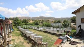 Çubuk'ta Çiçek Balı Hasadı Başladı