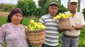 Denizli'de Kale Biberi Hasadı Başladı