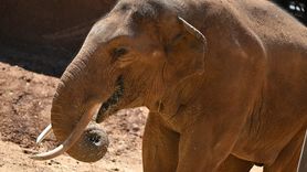 Dünya Fil Günü'nde Gabi'ye Özel Menü