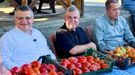 Gazidere Domatesi Hasadı Başladı: Sinop'taki Bereketli Toprakların Ürünleri