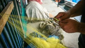 Güney Marmara ve Kuzey Ege'de Balıkçılar Sezona Hazır