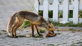 Her Akşam Polis Lokalinin Bahçesinde Tilkiyle Dostluk