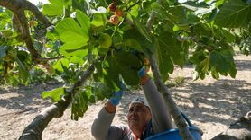 İzmir'de Bardakçık İnciri ile Kooperatif Başarısı