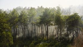 İzmir'de Yangın: Tarım Alanından Ormana Sıçradı