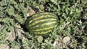 Karabük'te Karpuz Hasadı Etkinliği Düzenlendi