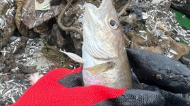 Karadeniz'deki Ticari Balıklarda Mikroplastik Araştırması