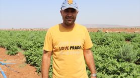 Kilis'in Yerel Lezzeti Zabaran Patlıcanı Hasat Ediliyor