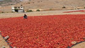 Kilis'te Kırmızı Biber Hasadı Başladı