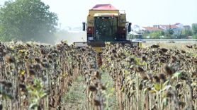 Kırklareli'nde Ayçiçeği Hasadı Devam Ediyor