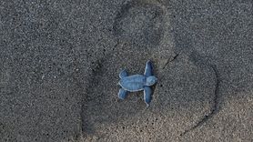 Mersin'de Yavru Kaplumbağa Çıkışları Devam Ediyor