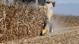 Osmaniye'de Mısır Hasadı Başladı