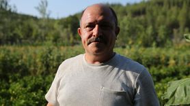 Safranbolu'da Maniye Domatesi Hasadı Başladı