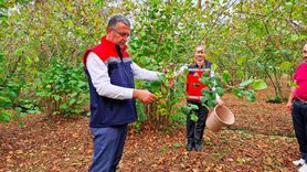 Samsun'da 2025 Fındık Rekoltesi Beklentileri