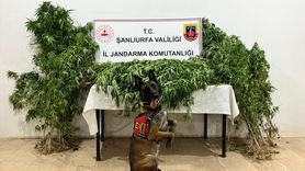 Şanlıurfa'da Uyuşturucu Operasyonu: 12 Gözaltı