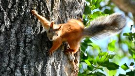 Sarıkamış'ın Doğa Zenginliği: Yaban Hayvanları