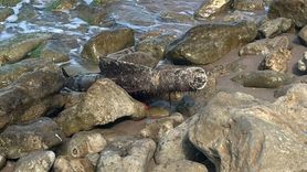 Şile Sahilinde Mühimmat Olarak Değerlendirilen Cisim İmha Edildi