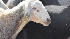 Van'da Hayvan Pazarı Yeniden Açıldı