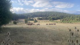 Yılkı Atları Bolu Dağı'nda Taylarıyla Görüntülendi