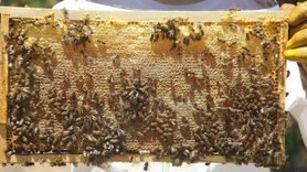 Zara'da Erken Hasatla Kaliteli Bal Üretimi