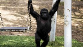 Zeytin'in Nijerya'ya Dönüş Hazırlıkları Tamamlanıyor