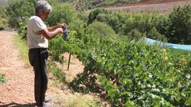 Arapgir'in Mor Reyhan ve Köhnü Üzüm Hasat Sevinci