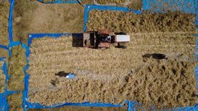 Artan Talep: Doğal Yöntemlerle Yetiştirilen Demirci Kuru Fasulyesi