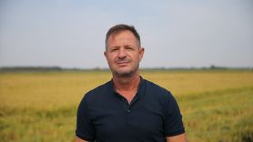 Edirne'de Çeltik Hasatı Başladı