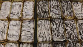 Ege'de Balıkçılık Sezonu Coşkuyla Açıldı