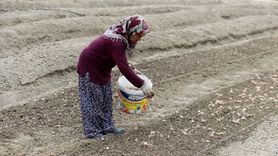 Karabük'te Safran Üretimi Devam Ediyor